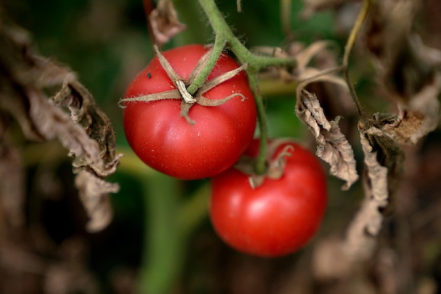 Se disparó el precio de tomates y morrones