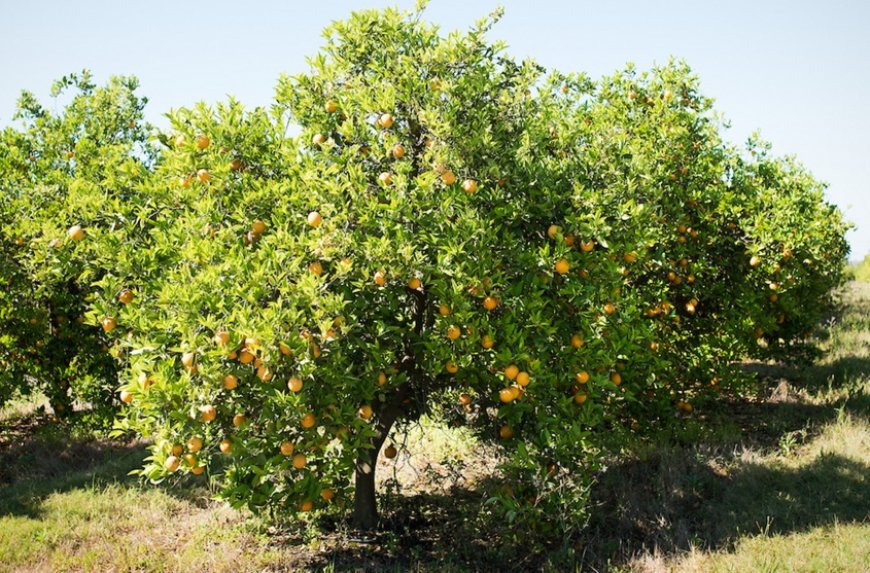 La empresa Camposol retomó a los 200 trabajadores que habían sido cesados por bajo rendimiento