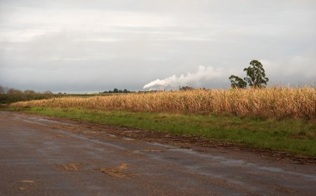 Ante denuncias de trabajadores, el MTSS inspecciona las plantaciones de caña de azúcar