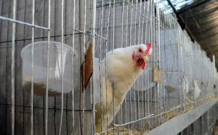 Gripe aviar en Brasil pone en alerta a industria avícola uruguaya