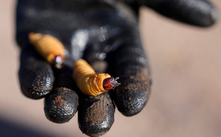 Especialistas trabajan en protocolo nacional para combatir el picudo rojo