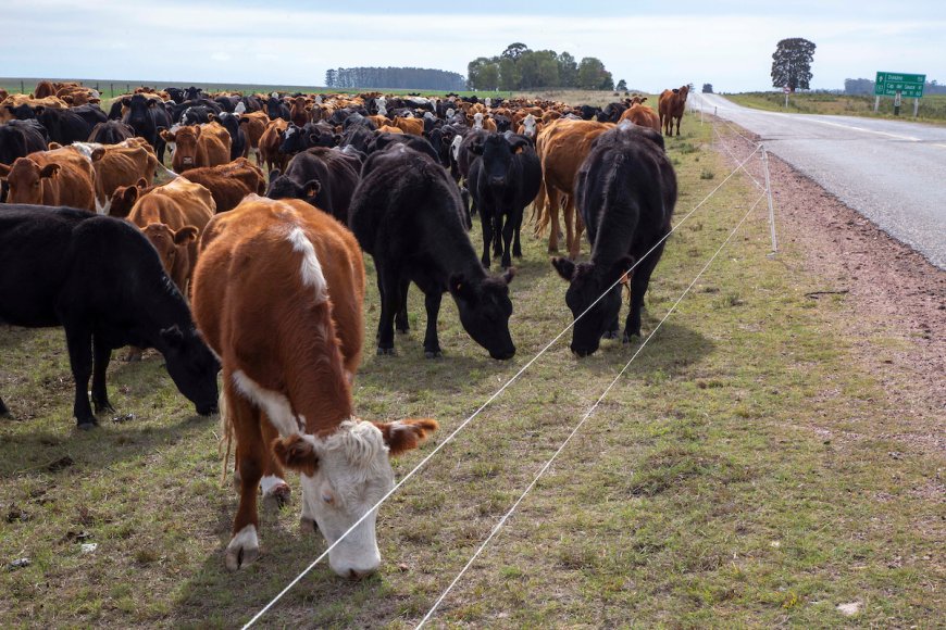 Alerta en el mercado internacional de alimentos: el Banco Mundial prevé una caída del 7% en los precios