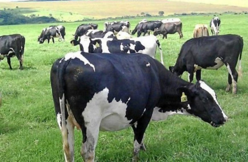 La deuda total de Calcar rondaría los 26 millones de dólares