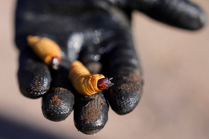 Especialistas trabajan en protocolo nacional para combatir el picudo rojo