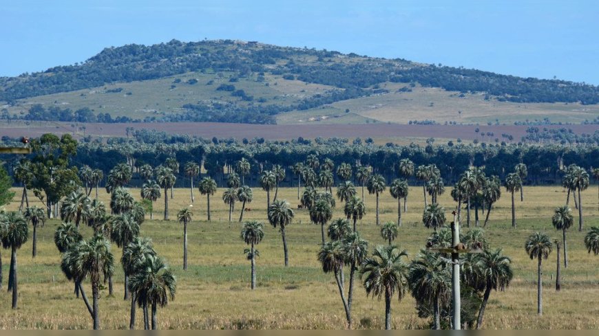 Más de dos millones de palmeras nativas de Rocha están en riesgo por el picudo rojo