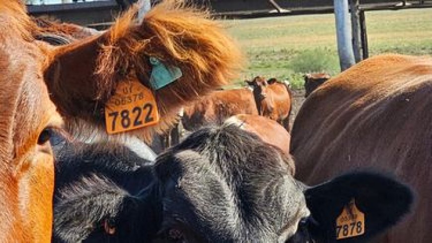 Brasil avanza hacia la trazabilidad del ganado para competir en el mercado con Uruguay
