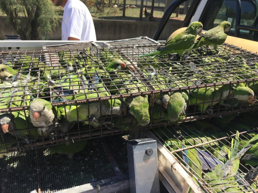 Tráfico ilegal de fauna: 90 % de animales muere en el traslado, según organización