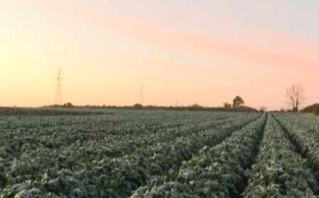 Todo congelado: el desafío de las heladas para los productores rurales