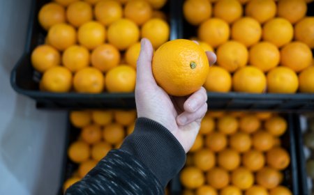 Uruguay consigue autorización para exportar cítricos a Filipinas