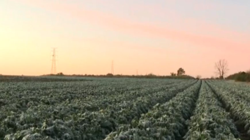Todo congelado: el desafío de las heladas para los productores rurales