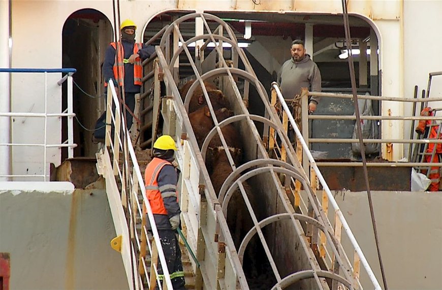 Ministerio suspende temporalmente los permisos de exportación de ganado en pie para faena