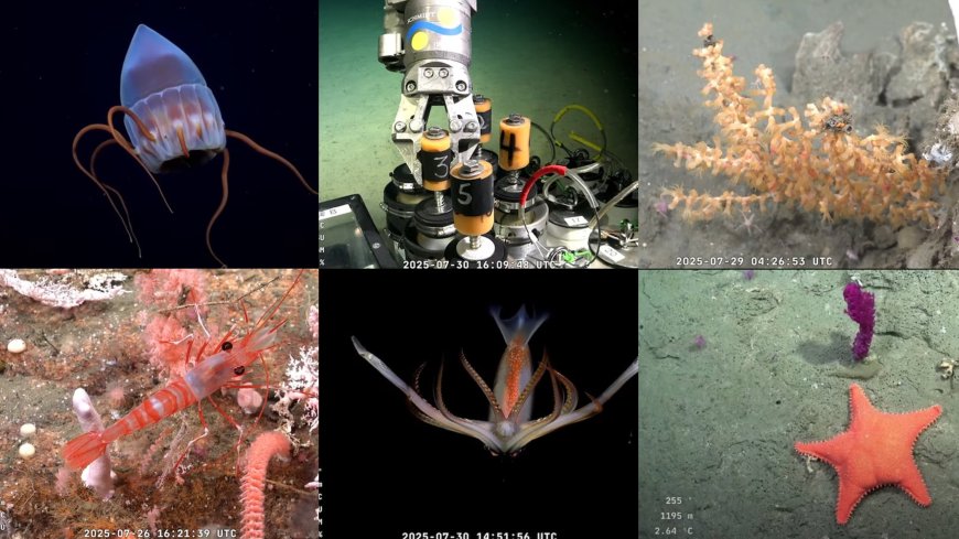 Octava noche: Científicos argentinos transmiten en vivo el hallazgo de especies desconocidas en el fondo del mar