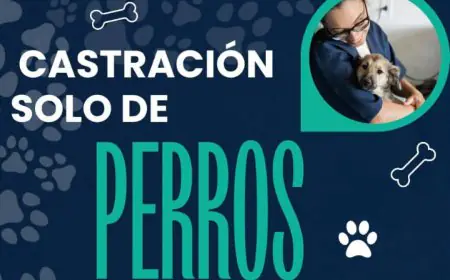 Castración gratuita de perros en Ciudad del Carmen