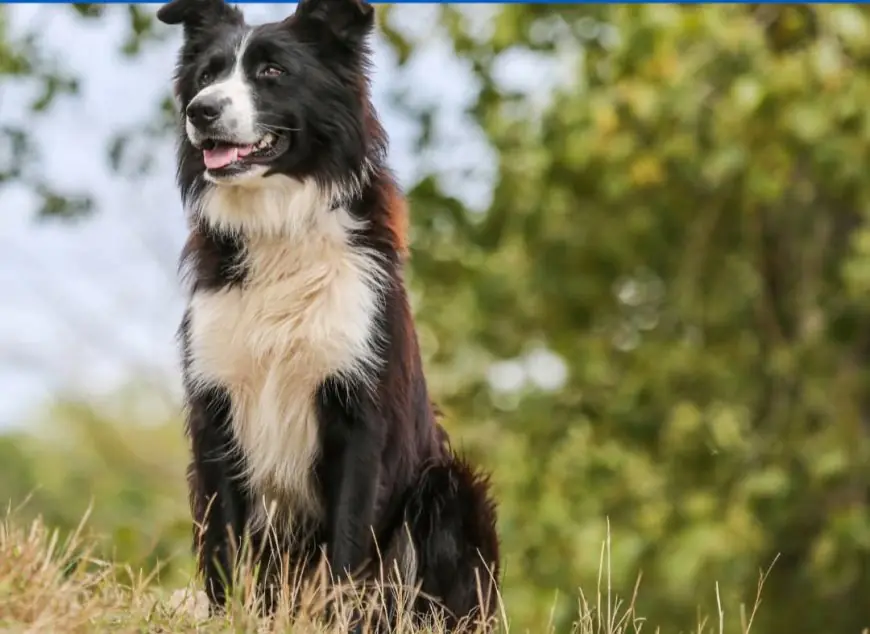 Comenzó hoy la campaña de castraciones caninas en Durazno