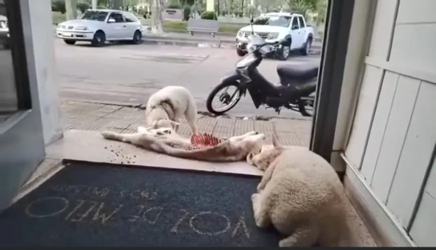 Terrible: En Melo un hombre dejó dos ovejas muertas y una agonizante en la puerta de emisora de radio