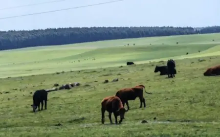 Alertan por situación de animales en predio de la ruta 42 y destacan nuevo bachillerato en La Paloma