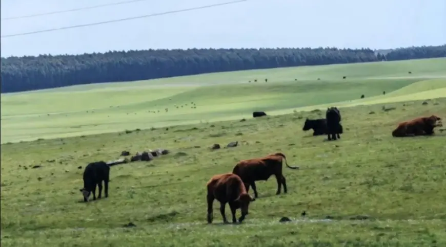Alertan por situación de animales en predio de la ruta 42 y destacan nuevo bachillerato en La Paloma